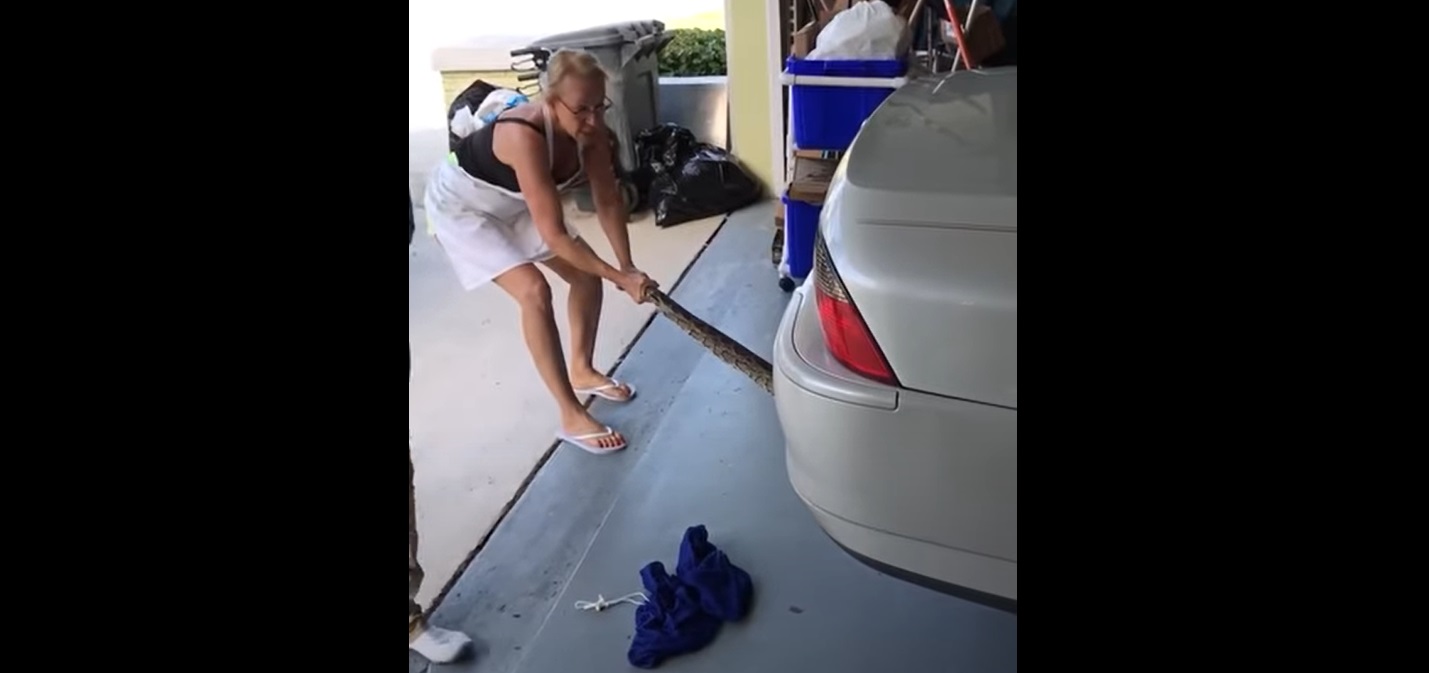Cette femme retire à mains nues... un python coincé sous sa voiture !
