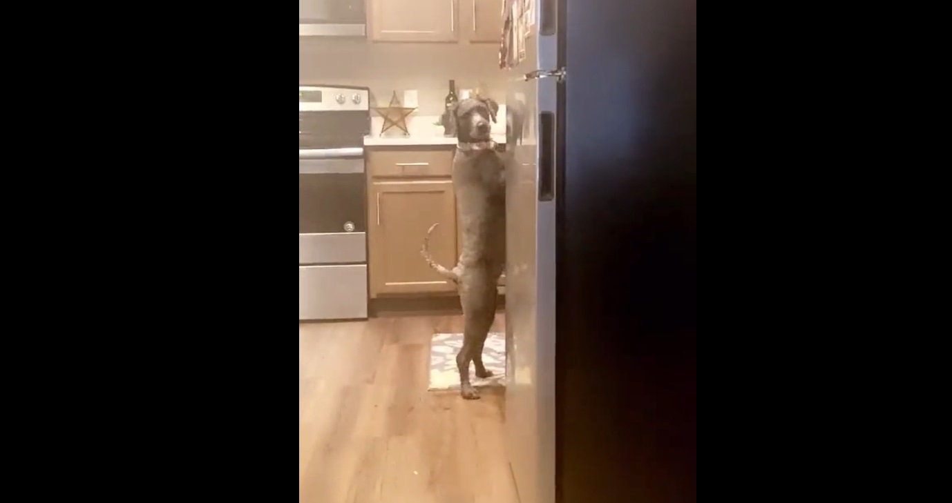 Pris en flagrant délit de gourmandise, la réaction de ce chien est hilarante !