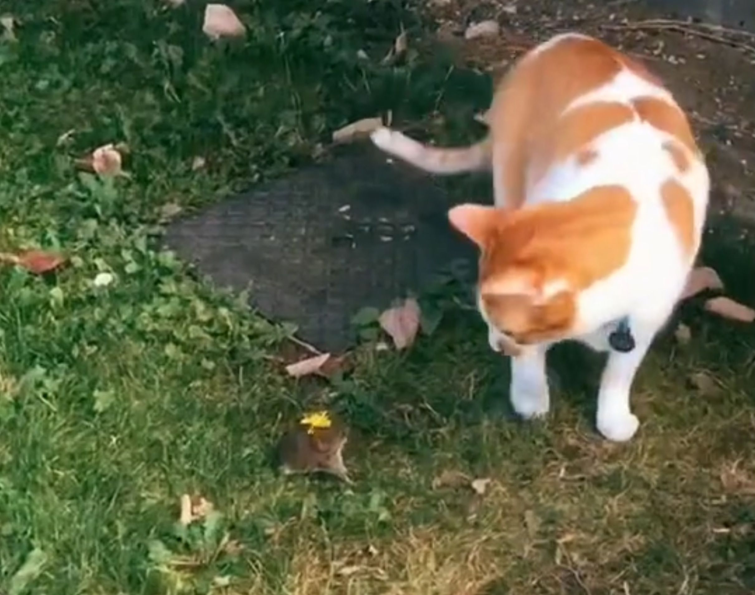 Vous ne devinerez jamais ce que ce chat va faire à cette souris !