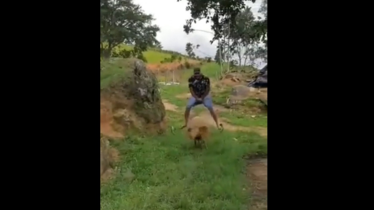 Avez-vous déjà joué à saute-mouton avec un vrai mouton?