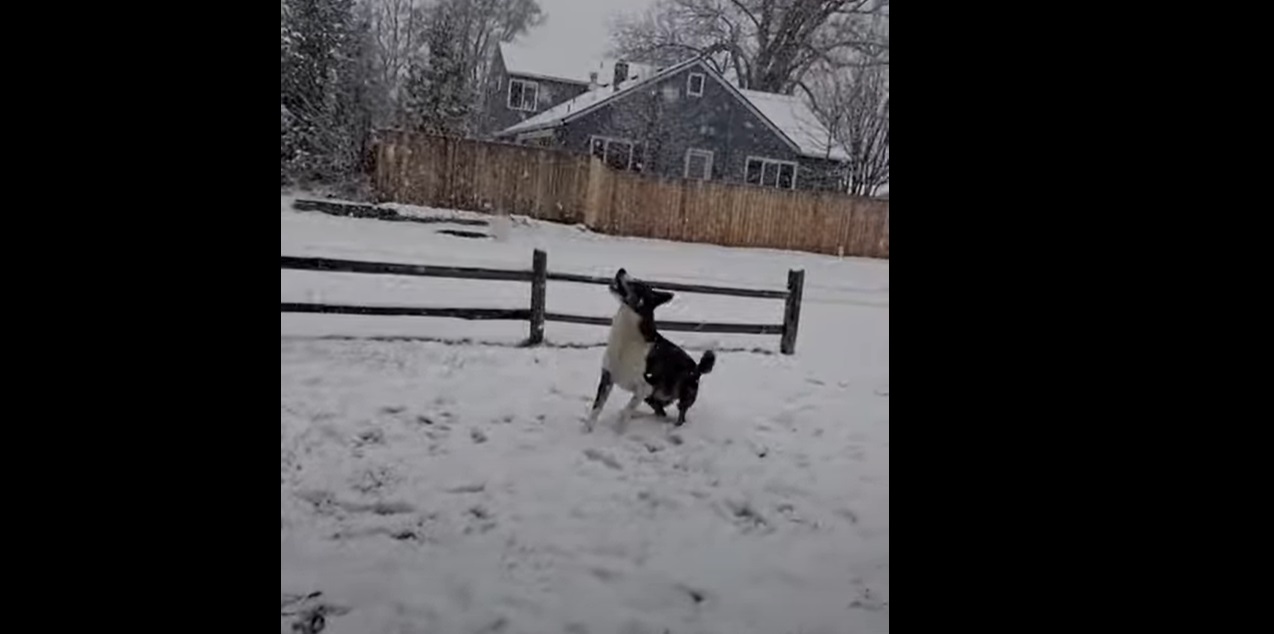 Découvrez l'adorable réaction de ce chien face à des flocons de neige !
