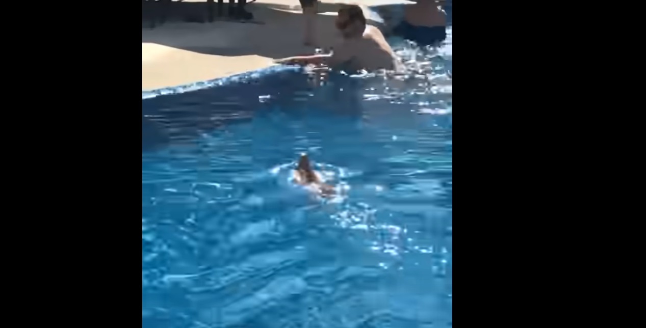 Un invité inattendu s'incruste dans la piscine de cet hôtel... et c'est la panique !