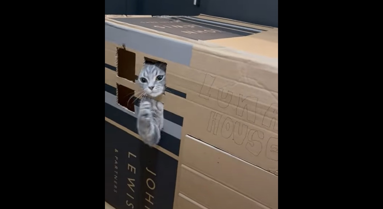 Ce chat ne veut pas être dérangé... et il le fait savoir !