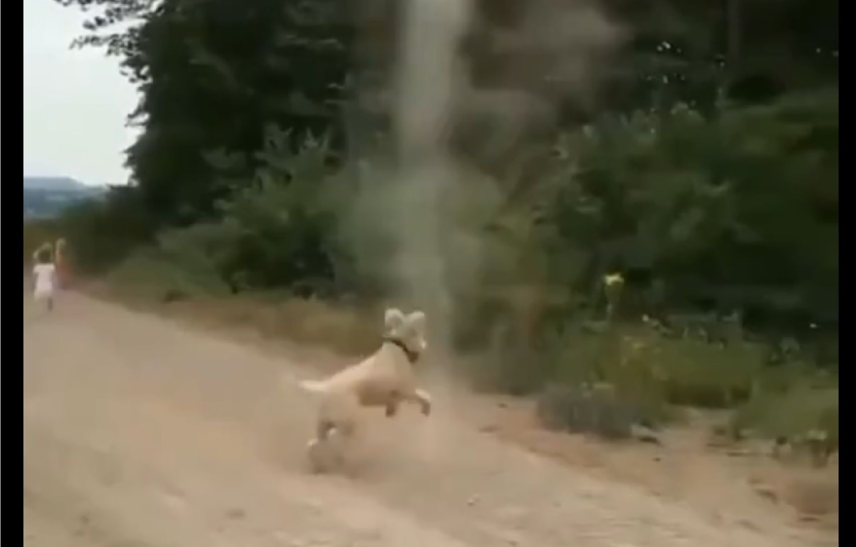 Ce chien fait éviter le pire en empêchant une tornade de se former !