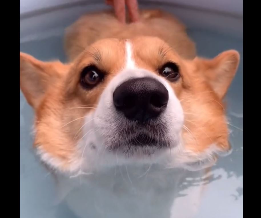 Impossible de plonger les fesses de ce Corgi dans l'eau !