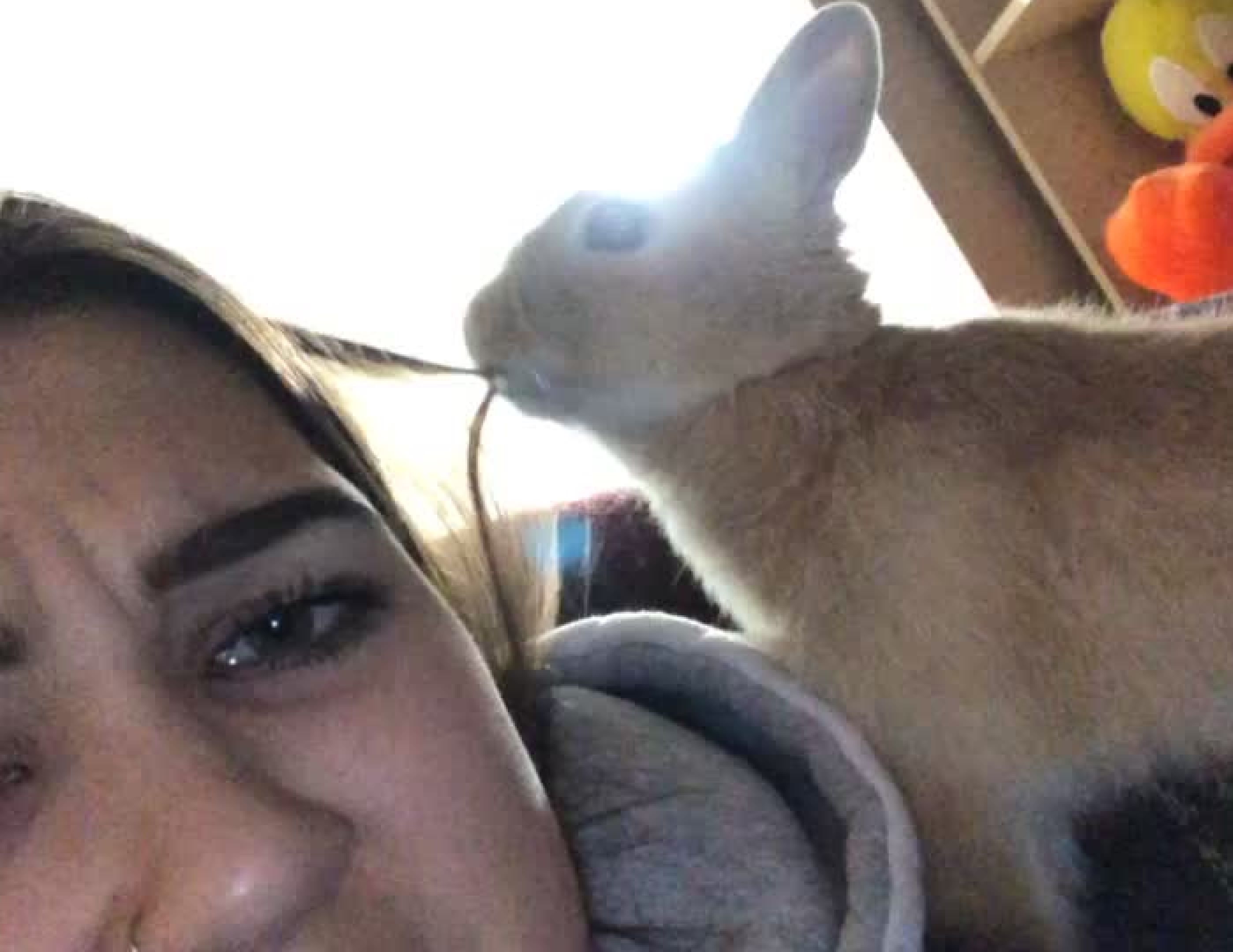 Quand un lapin s'improvise coiffeur ça fait des dégâts !