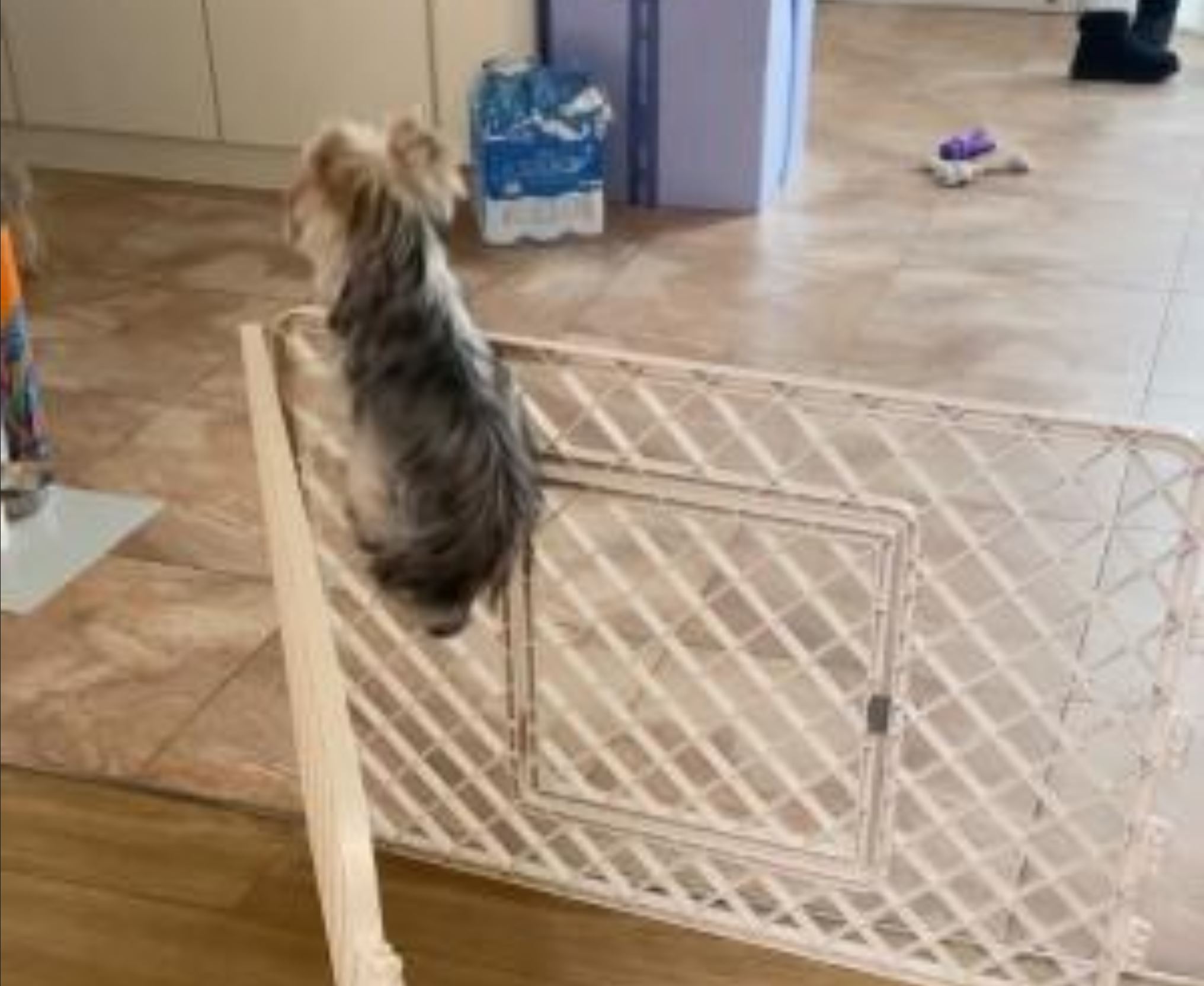 Ce chien tente de sauter par-dessus une clôture sans se rendre compte qu’elle n’est pas fermée