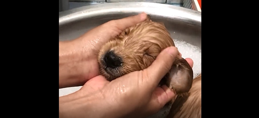Ce chiot prend un bain pour la première fois... et il adore ça !
