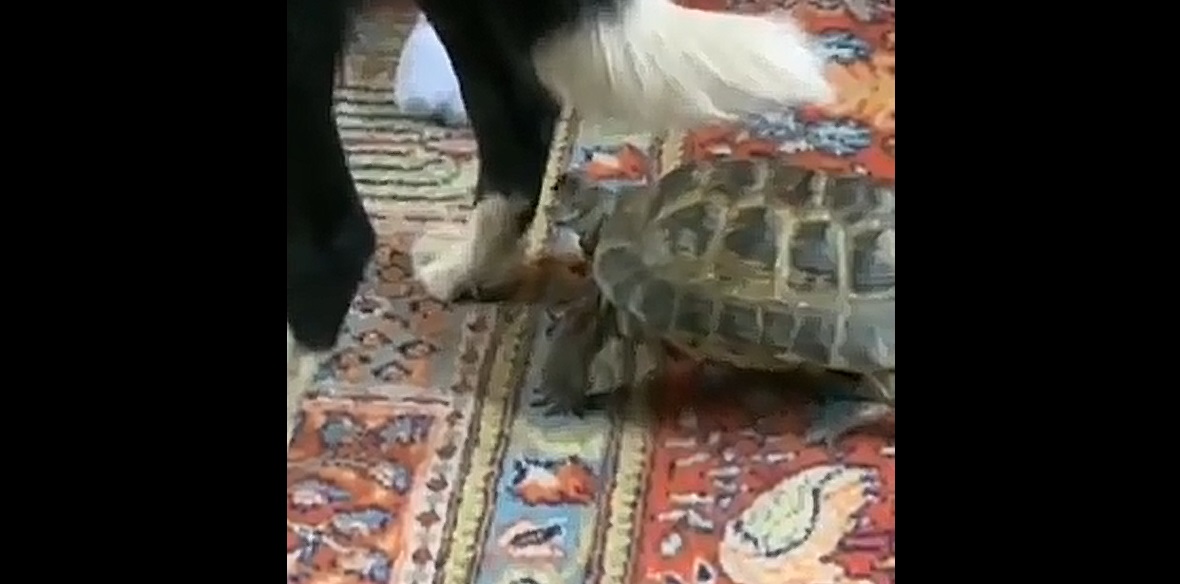 Oups ! Une tortue prête à attaquer un chien mais...