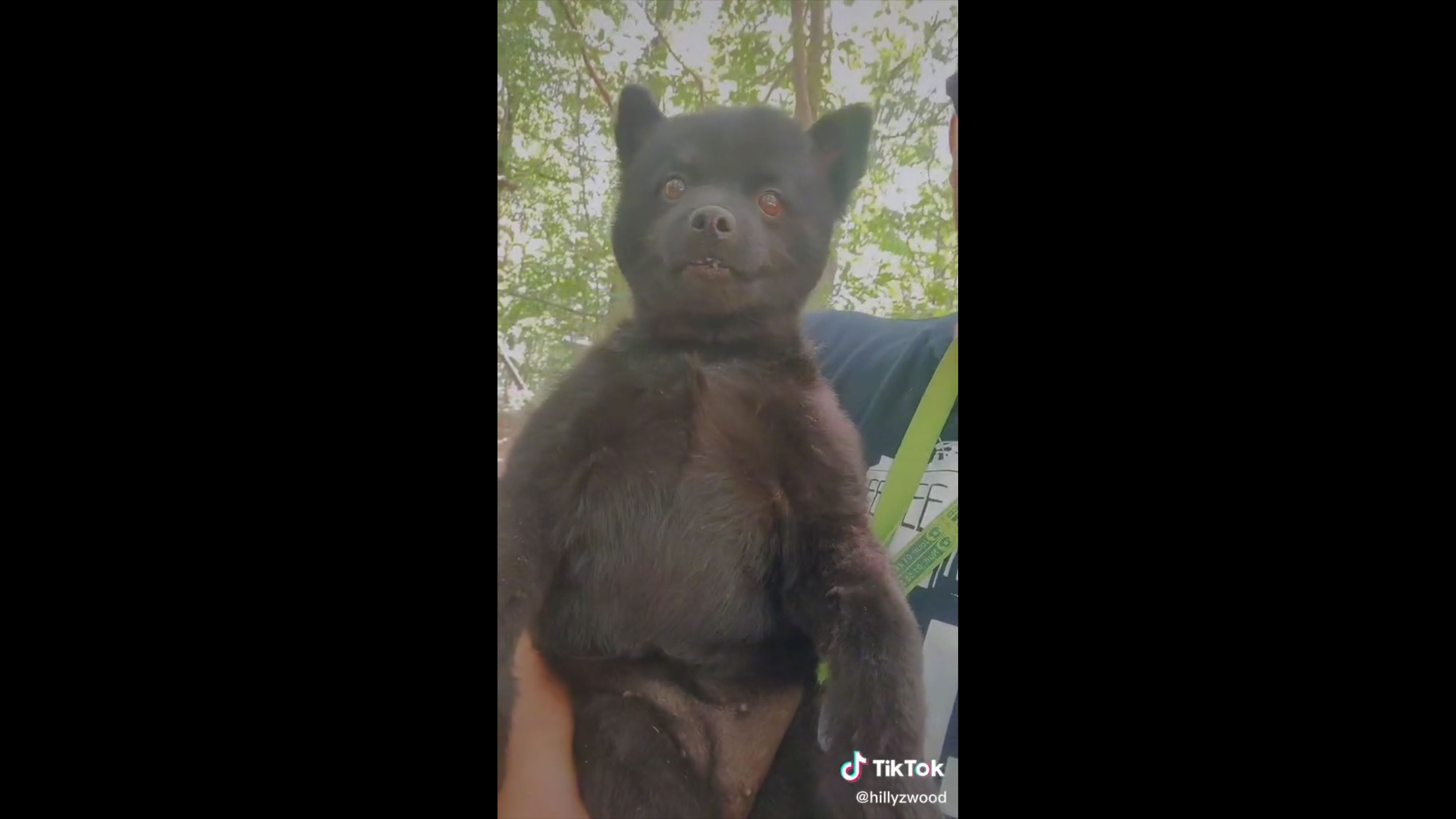 Est-ce un chien ? Les internautes deviennent fous face à cet animal !