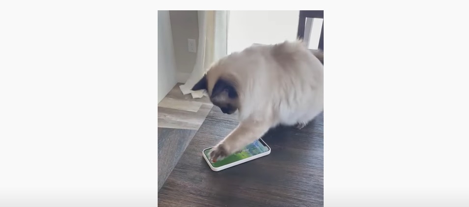 Insolite ! Ce chat est un vrai chasseur... de Pokémon !