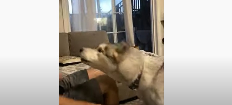 Il fait semblant de lancer la balle à son chien qui se venge... et c'est hilarant !