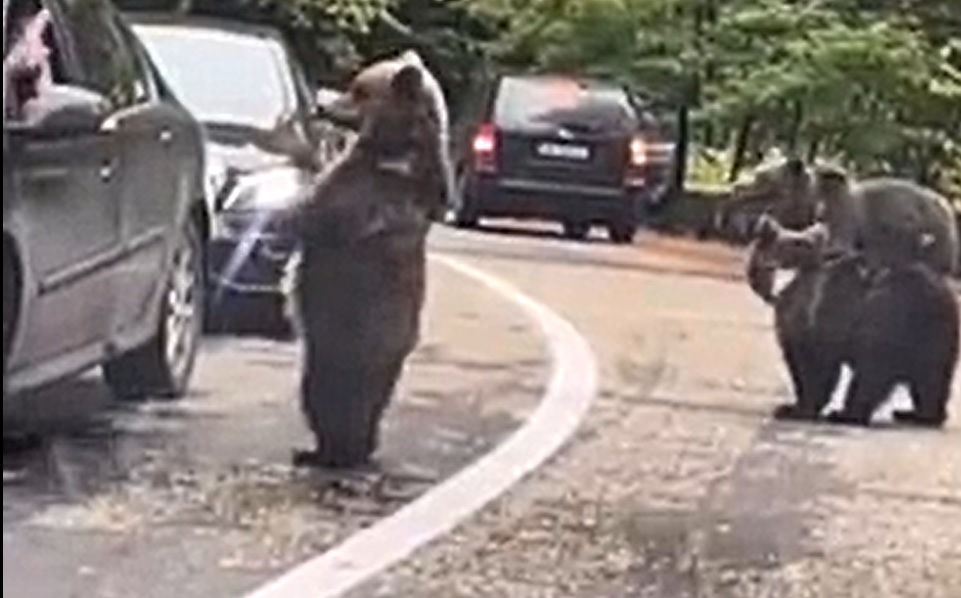 L'incroyable geste de cet automobiliste qui se retrouve face à un ours !