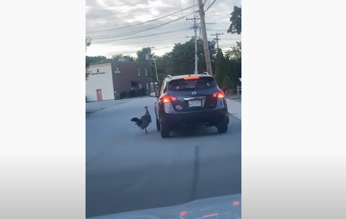 Quand une dinde sème la panique... sur la route !