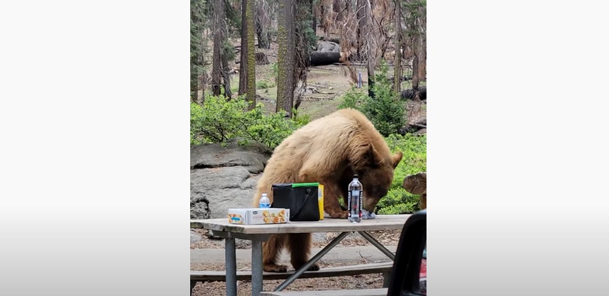Un ours s'offre un petit pique-nique... et c'est très surprenant !