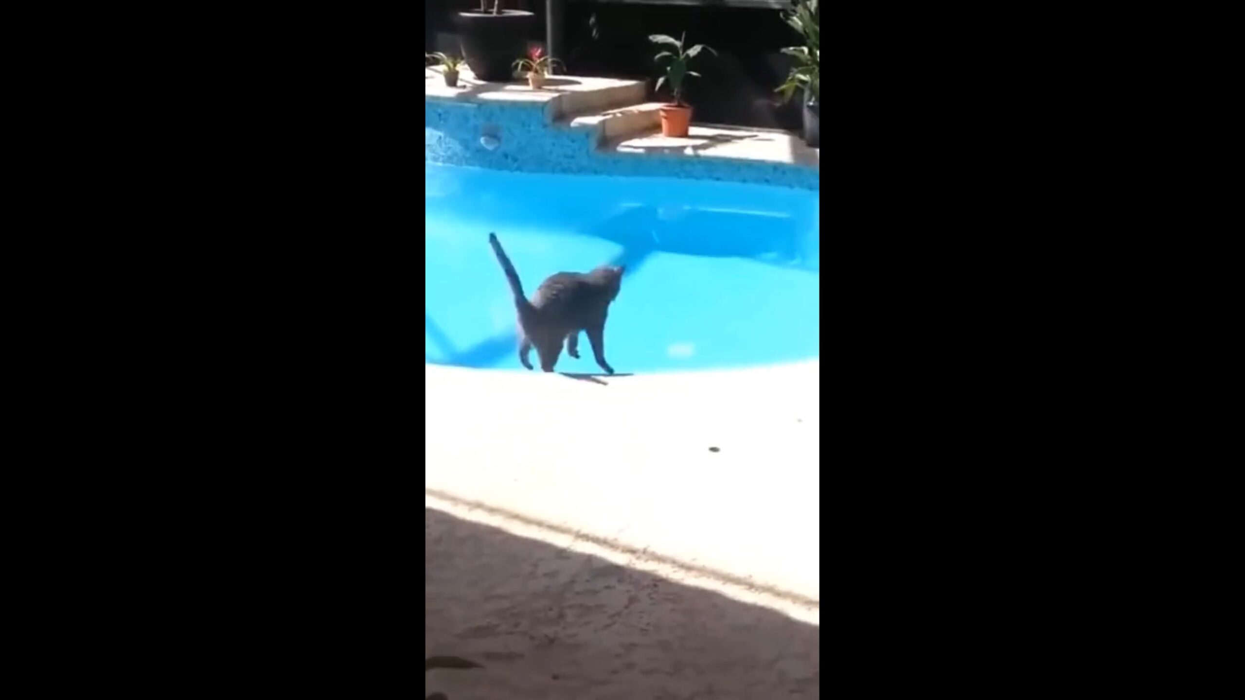 Incroyable, ce chat tombe à l'eau pour une étonnante raison !