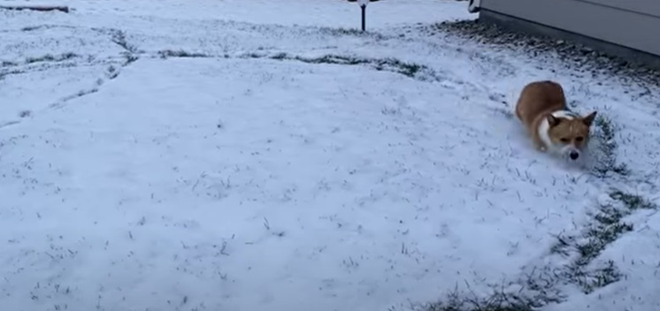 Ce corgi découvre la neige pour la première fois… sa réaction est adorable !