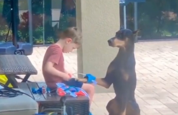 Ce petit garçon joue les vétérinaires avec son chien... et c'est adorable !