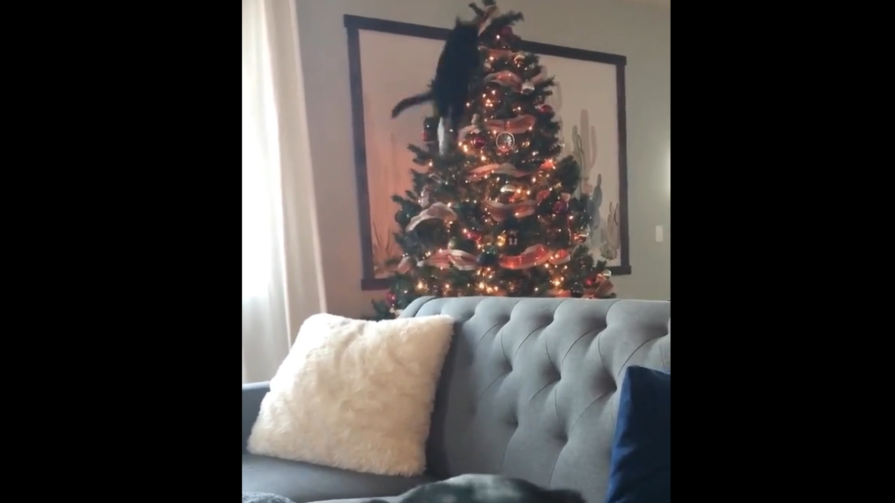 Ce chat a décidé de grimper au sommet du sapin de Noël...
