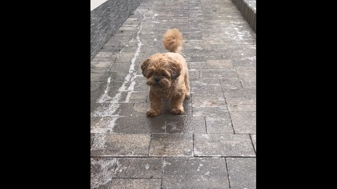 Ce petit chien glisse sur le verglas et ne peut pas monter la pente