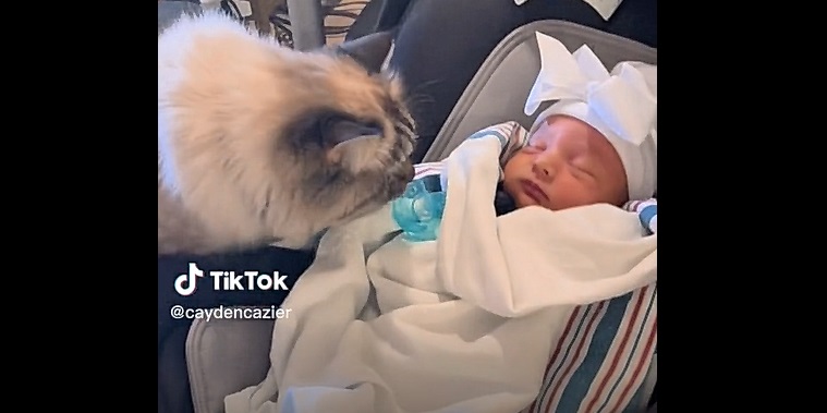 Ils présentent leur bébé à leur chat… mais rien ne se passe comme prévu !