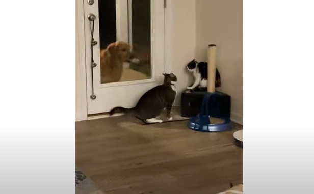 L'hilarante réaction de ce chien face à deux chats qui se disputent