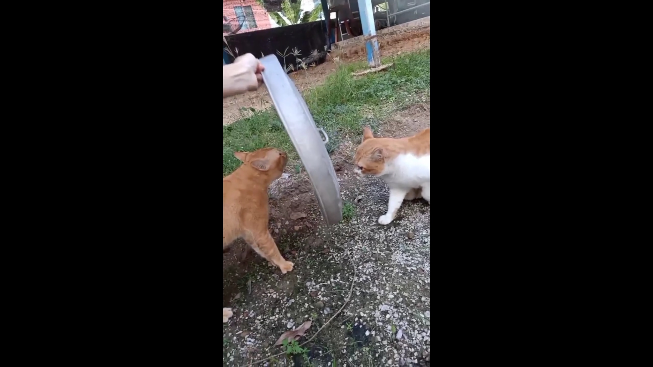 Un couvercle de poubelle calme les tensions entre ces deux chats !