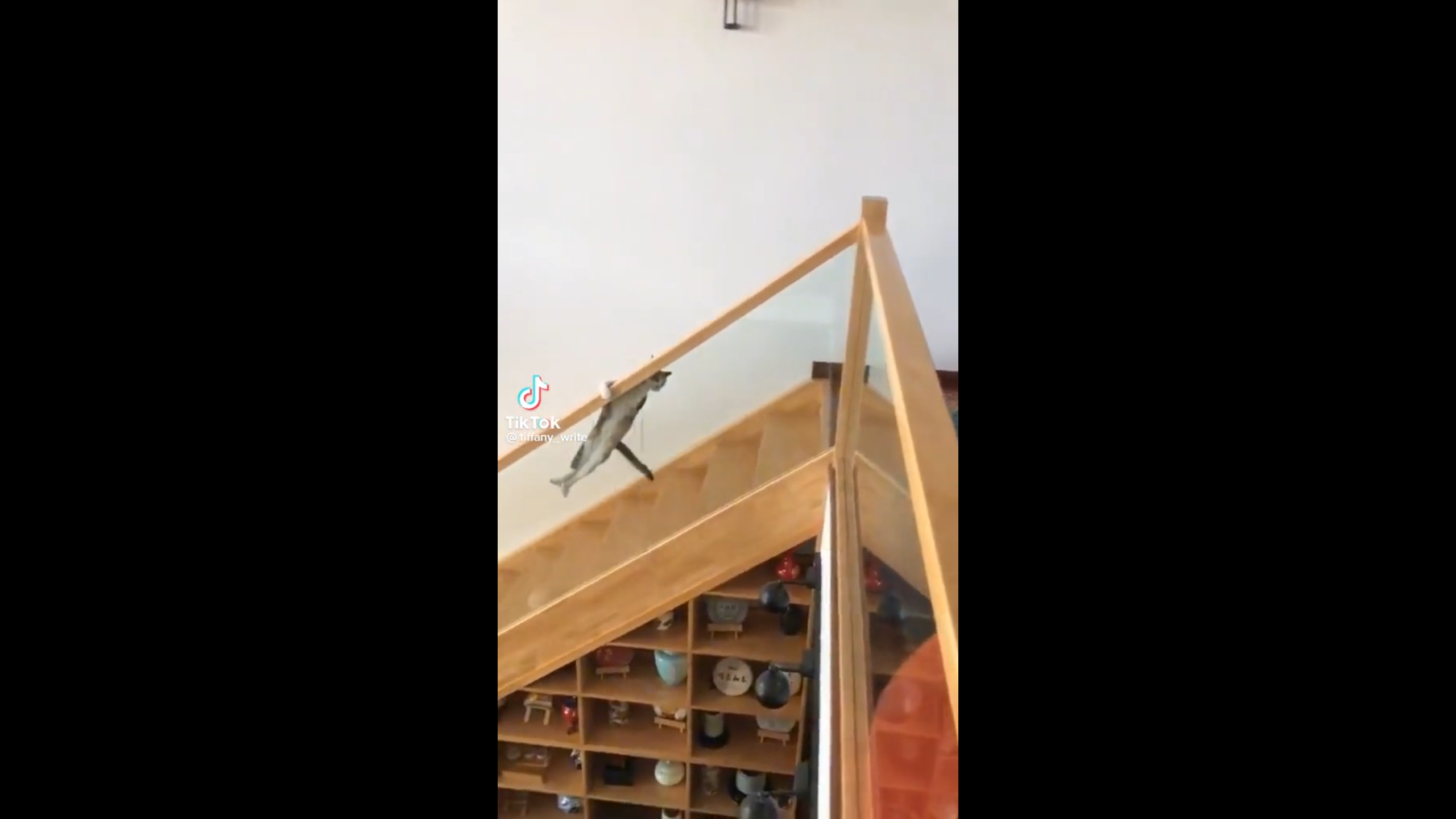 Ce chat fait une glissade improbable sur la rampe des escaliers