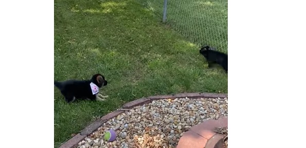 Ce chiot rencontre un lapin pour la première fois... et il ne devrait pas l'oublier de sitôt !