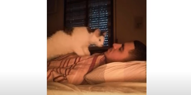 L'adorable technique de ce chat pour réveiller son maître !