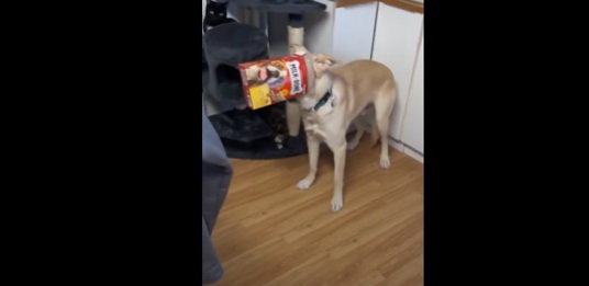 Ce chien va vite regretter d'avoir été trop gourmand !