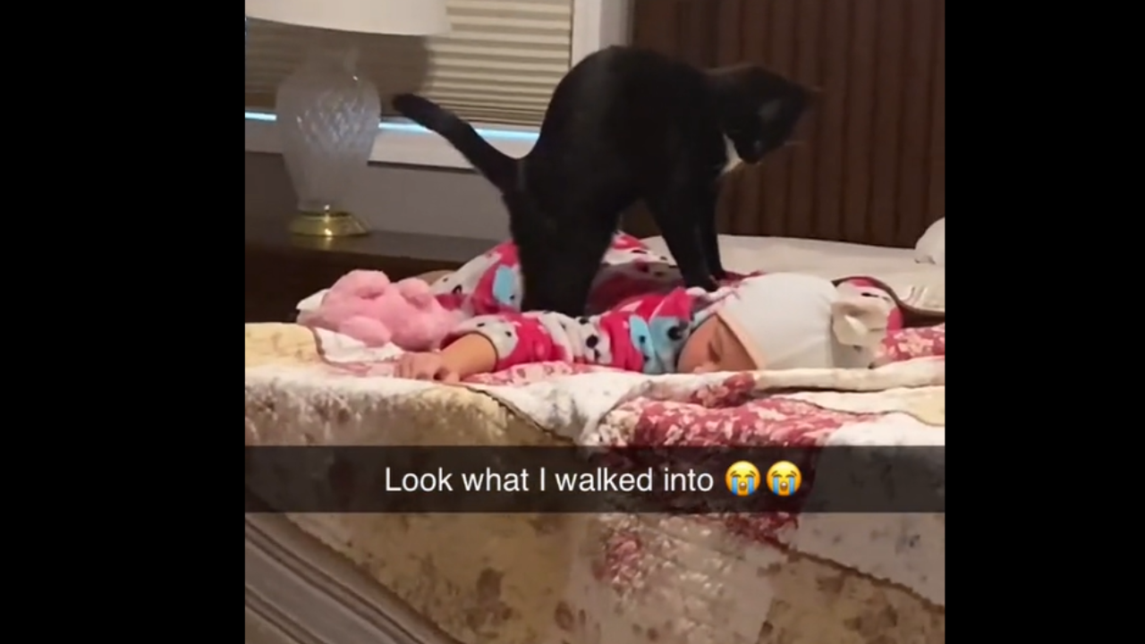 Moment de tendresse : découvrez le comportement de ce chat avec un bébé