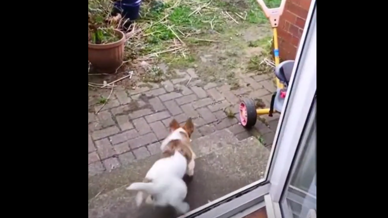 Ce chien chasse un chat qui est dans son jardin... mais rien ne se passe comme prévu