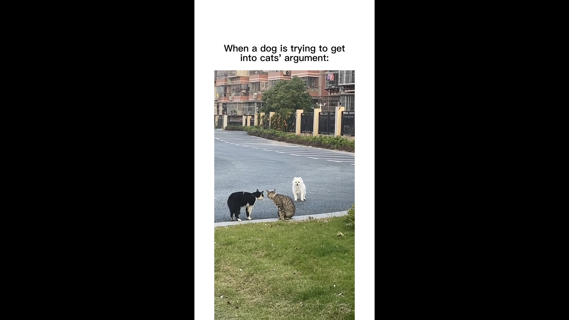 Ce chien s'interpose dans une bataille entre deux chats !