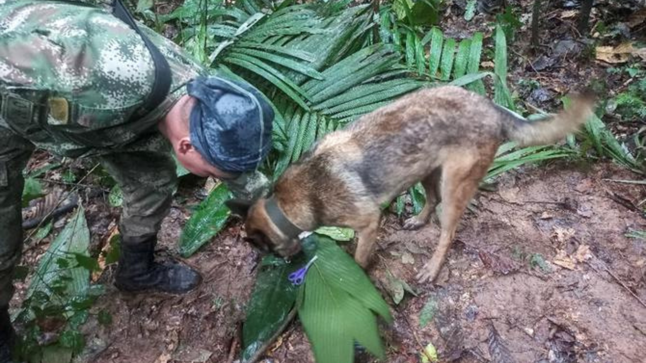 Amazonie Colombienne : 15 jours après le crash d'un avion quatre enfants sont retrouvés vivants ?