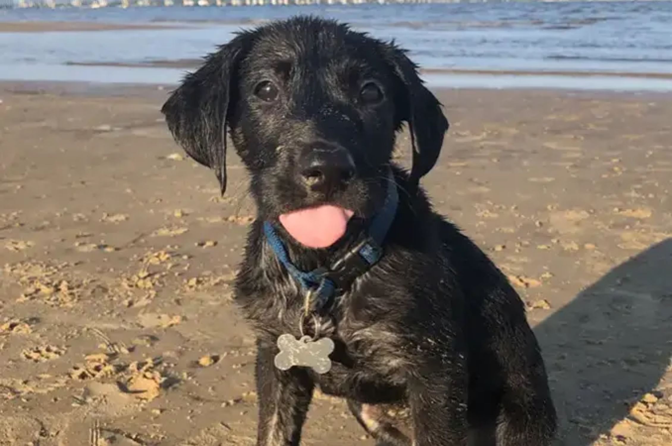 Le prix de la plus grande langue du monde de chien lui a été décerné et c’est impressionnant !