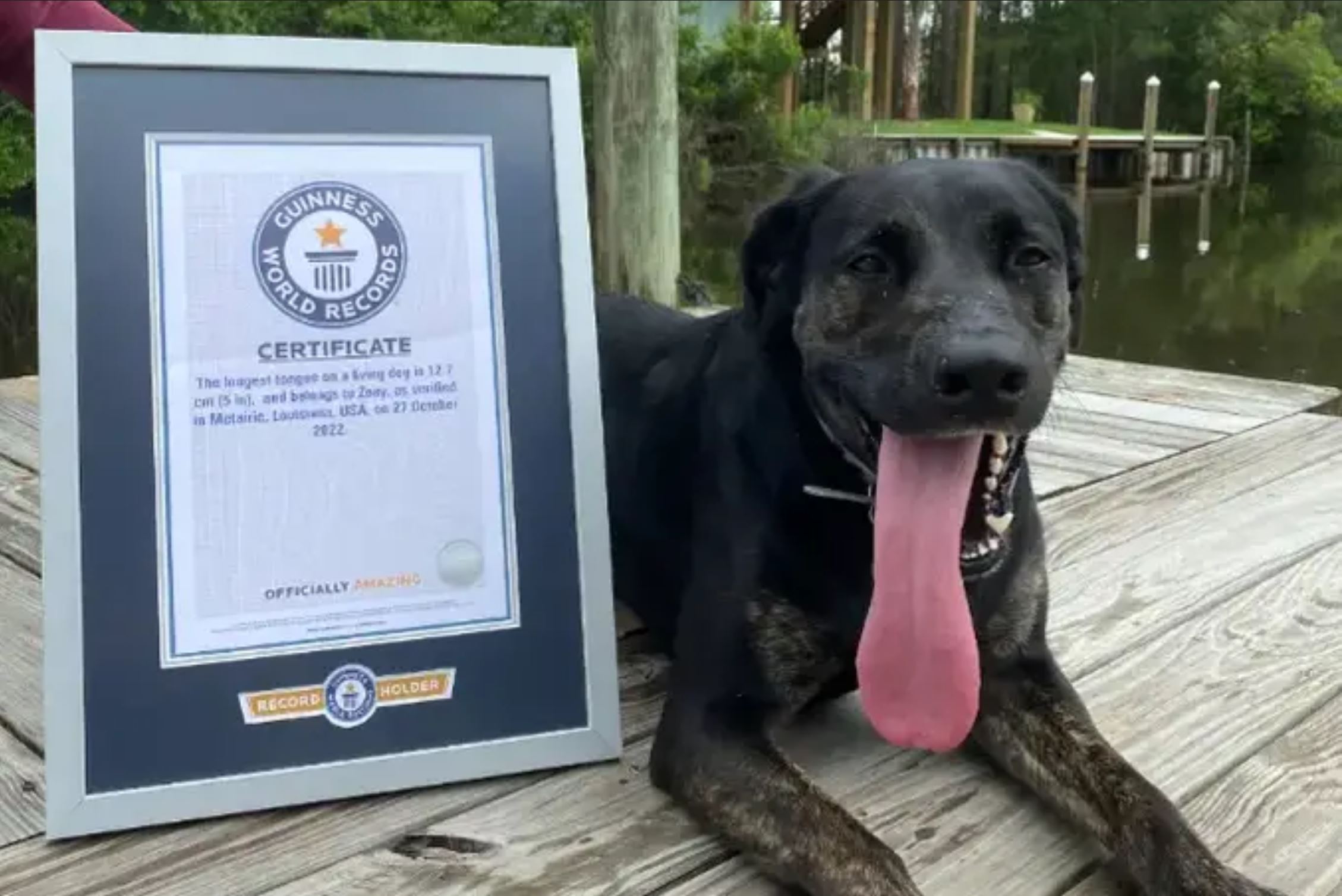 Le prix de la plus grande langue du monde de chien lui a été décerné et c’est impressionnant !