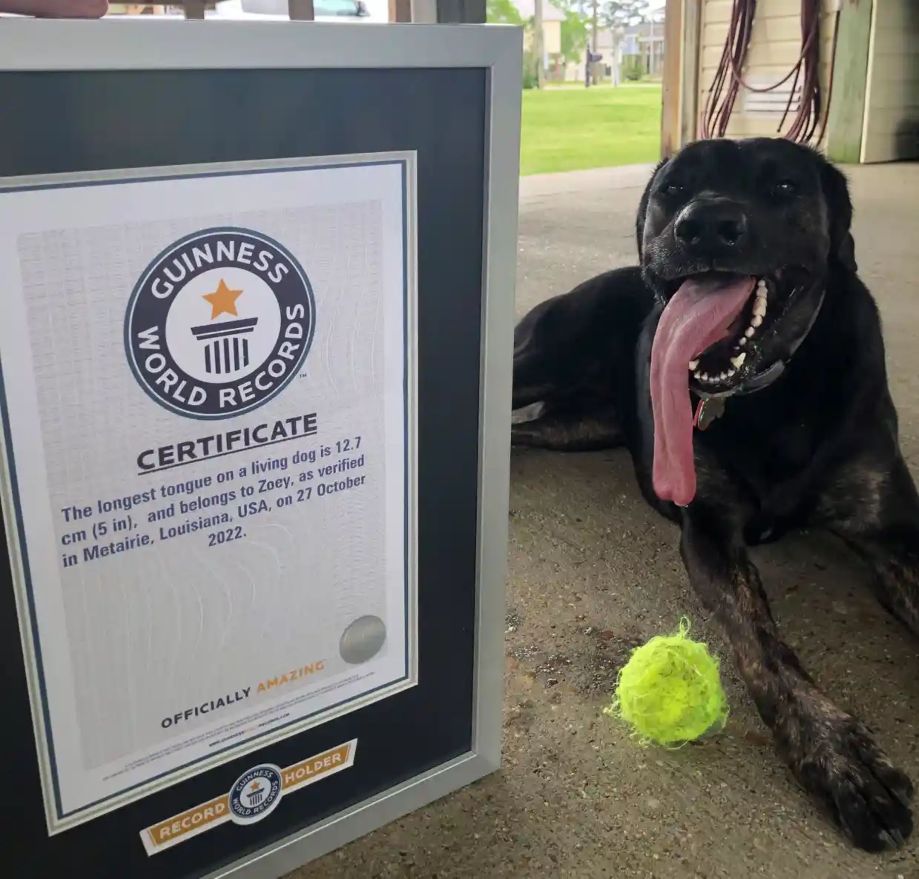 Le prix de la plus grande langue du monde de chien lui a été décerné et c’est impressionnant !