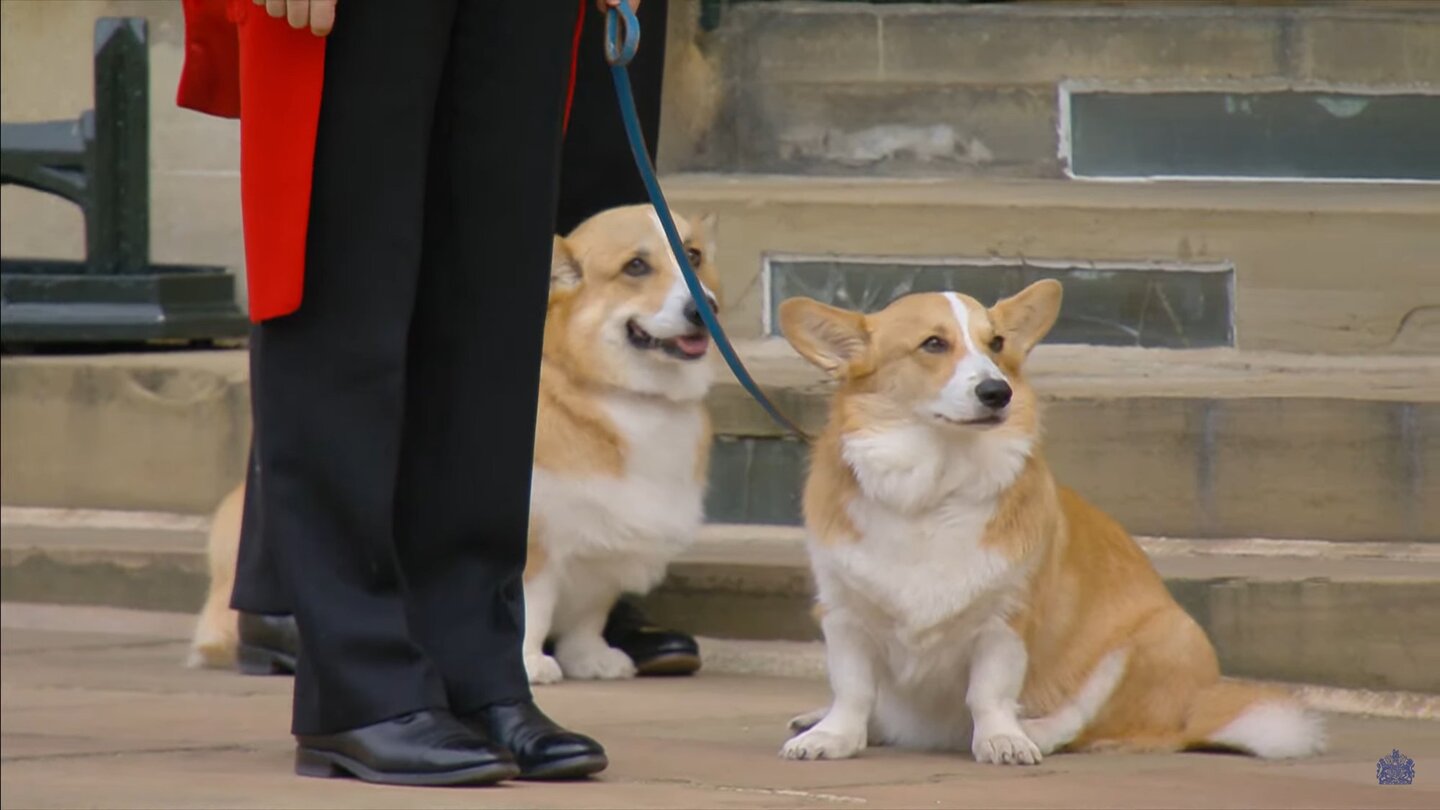 Andrew dans la tourmente : que deviennent les corgis de la reine Elizabeth II ?