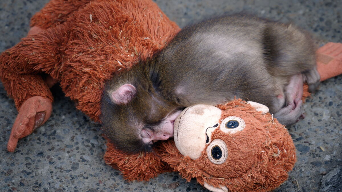 Abandonné par sa mère, ce singe trouve réconfort auprès d’une peluche qu’il ne quitte plus